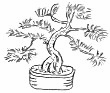 Bonsai Sketch