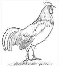 how to draw a rooster step by step
