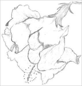 Drawings Of Hibiscus