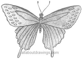 pencil drawing of butterflies