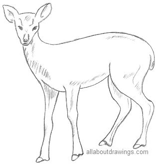 Wild Animals Doodle Set Stock Illustration  Download Image Now  Animal  Wildlife Line Art Drawing  Art Product  iStock
