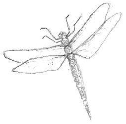 Pencil Dragonfly Drawings