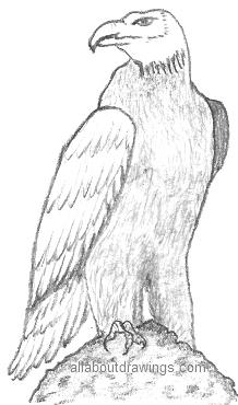 eagle flying pencil drawing
