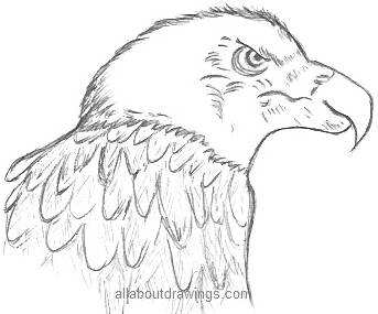 Simple Pencil Sketches Of Birds How To Sketch An Eagle In Pencil Draw An Eagle  Bird Step By Step Simple  फट शयर
