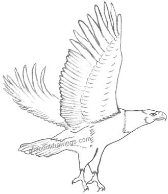 Eagle Drawing Vector Art PNG Images | Free Download On Pngtree