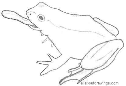 How To Draw A Realistic Frog Whitelipped Tree Frog Step by Step Drawing  Guide by finalprodigy  DragoArt