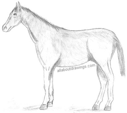 Beautiful Realistic Pencil Drawing Horse Stock Illustration 2056222340 |  Shutterstock