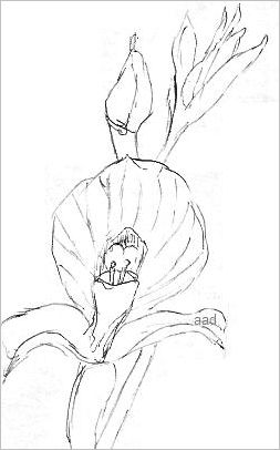 Photo about Sketch orchid branch hand drawn ink style Illustration of  elegance graphic illustration  39530  Orchid drawing Orchids  painting Flower drawing