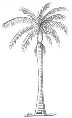 how to draw a palm tree step by step