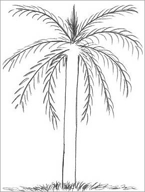 1,232 Palm Tree Line Drawing Stock Photos, High-Res Pictures, and Images -  Getty Images