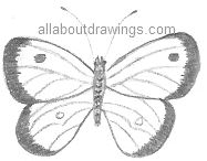 butterfly drawing in pencil