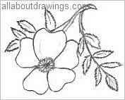 Prairie Rose Outline