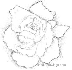 coloring page of red rose flower line art design with decorative pencil  sketch drawing Stock Vector Image  Art  Alamy