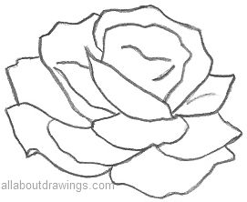 Beautiful Rose Pencil Drawings