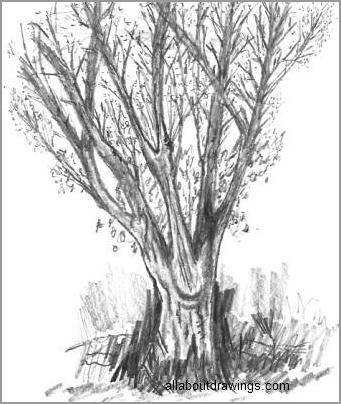 How to draw trees Oaks  Tree drawing Tree sketches Tree drawings pencil