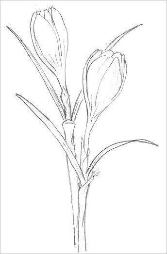 How to Draw ANY Flower with Pen  Ink  Ran Art Blog
