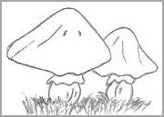 Cartoon Mushroom Drawing