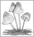 Common Mushroom Drawing