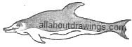 Common Dolphin Drawing