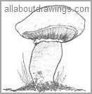 Field Mushroom Drawing