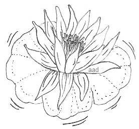 https://www.allaboutdrawings.com/image-files/xlotus-flower-drawing.jpg.pagespeed.ic.XMBzgqwgPl.jpg