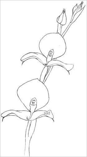 Orchid Drawing by Laura Teti  Fine Art America