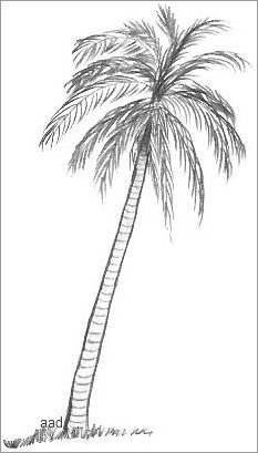 palm tree drawing outline