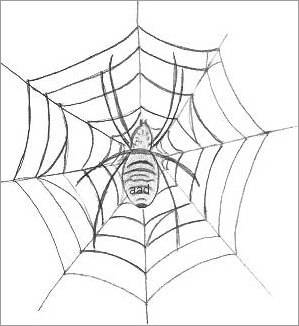 Spider Web Sketch Vector Images over 2400