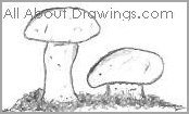 Table Mushroom Drawings